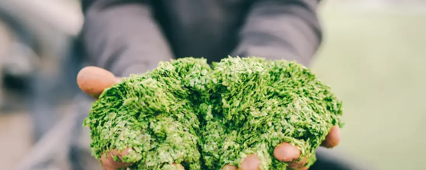 someone holding waterlentils